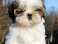 shih-tzu-vrhunskog-kvaliteta-small-2