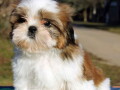 shih-tzu-vrhunskog-kvaliteta-small-3