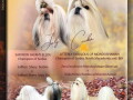 shih-tzu-vrhunskog-kvaliteta-small-0