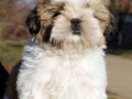 shih-tzu-vrhunskog-kvaliteta-small-1