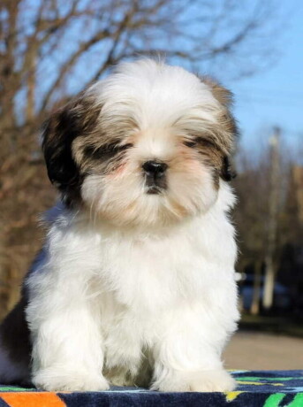 shih-tzu-vrhunskog-kvaliteta-big-2