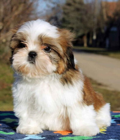 shih-tzu-vrhunskog-kvaliteta-big-3