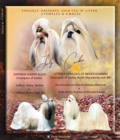 shih-tzu-vrhunskog-kvaliteta-big-0