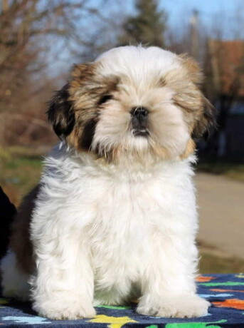 shih-tzu-vrhunskog-kvaliteta-big-1