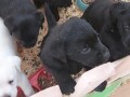 labrador-stenci-small-3