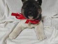 americka-akita-small-4