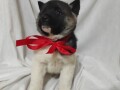 americka-akita-small-2