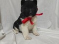 americka-akita-small-0