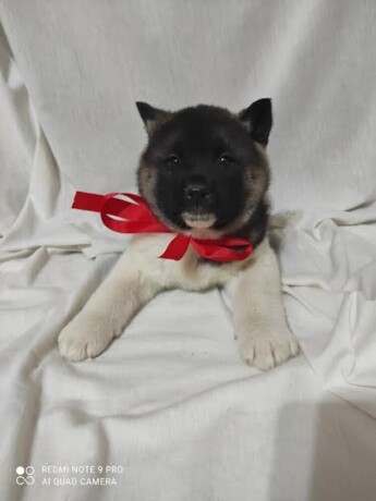 americka-akita-big-4