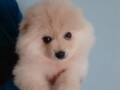 pomeranski-spic-musko-stene-small-0