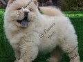 chow-chow-small-3