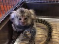 zdrava-beba-marmoset-majmuna-za-udomljavanje-small-2