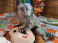 zdrava-beba-marmoset-majmuna-za-udomljavanje-small-1