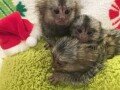 zdrava-beba-marmoset-majmuna-za-udomljavanje-small-0