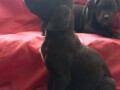 cane-corso-stenci-small-1