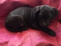 cane-corso-stenci-small-2