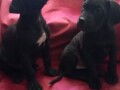 cane-corso-stenci-small-4