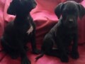 cane-corso-stenci-small-3