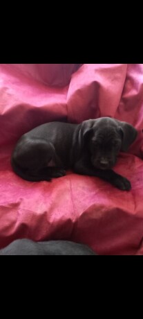 cane-corso-stenci-big-2