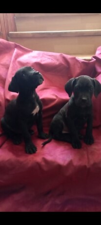 cane-corso-stenci-big-3