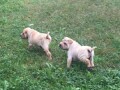 sar-pej-shar-pei-stenci-small-4