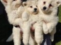 samojed-small-0