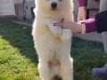 samojed-small-3