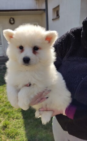 samojed-big-1