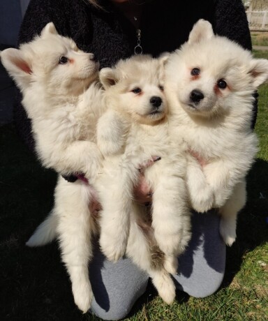 samojed-big-0