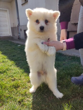 samojed-big-3