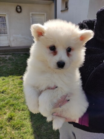 samojed-big-2