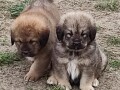 tibetski-mastif-stenci-small-3