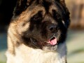 americka-akita-musko-stene-small-3