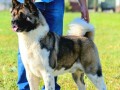 americka-akita-musko-stene-small-2