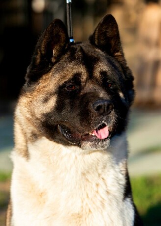 americka-akita-musko-stene-big-3