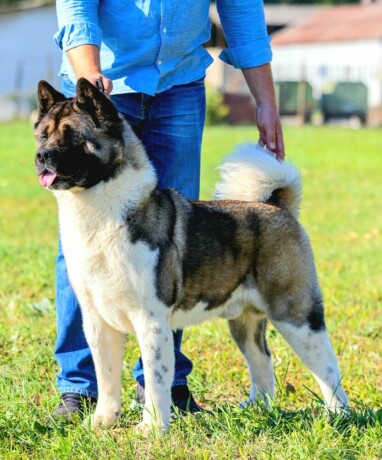 americka-akita-musko-stene-big-2