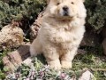 chow-chow-cau-cau-stenad-small-3