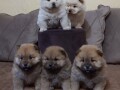 chow-chow-cau-cau-stenad-small-2