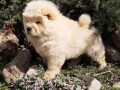 chow-chow-cau-cau-stenad-small-4