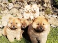 chow-chow-cau-cau-stenad-small-1