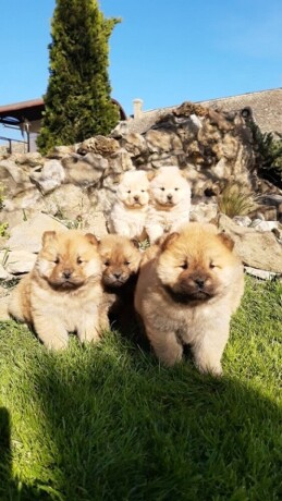 chow-chow-cau-cau-stenad-big-1