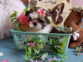 lepi-i-umiljati-stenci-shih-tzu-small-1