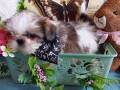 lepi-i-umiljati-stenci-shih-tzu-small-4