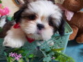 lepi-i-umiljati-stenci-shih-tzu-small-2