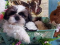 lepi-i-umiljati-stenci-shih-tzu-small-0