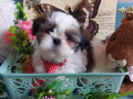 lepi-i-umiljati-stenci-shih-tzu-small-3