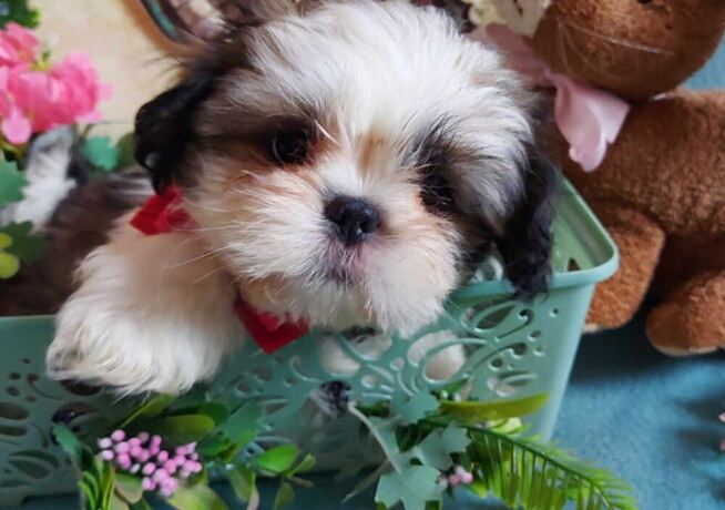 lepi-i-umiljati-stenci-shih-tzu-big-2