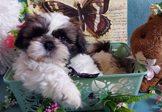 lepi-i-umiljati-stenci-shih-tzu-big-0