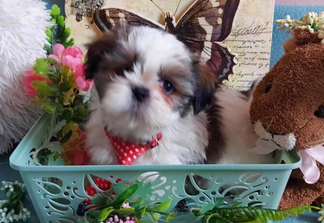 lepi-i-umiljati-stenci-shih-tzu-big-3