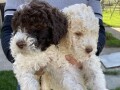 lagotto-stenci-small-4